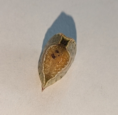 Prolimacodes badia