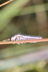 Paraulacizes irrorata