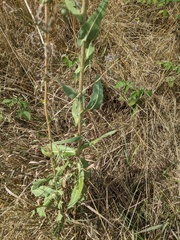 Lactuca serriola