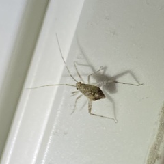 Orthotylinae