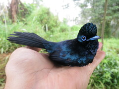 Terpsiphone atrochalybeia