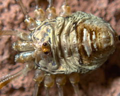 Dicranopalpus ramosus