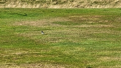 Motacilla alba yarrellii