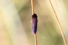 Paraulacizes irrorata