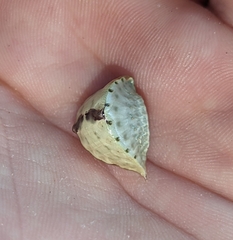 Prolimacodes badia