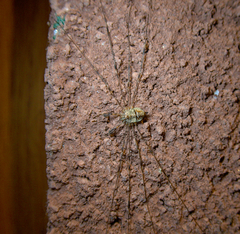 Dicranopalpus ramosus