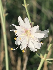 Mirabilis linearis