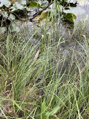 Carex kelloggii