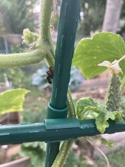 Delphinia picta