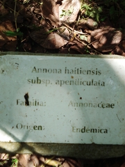 Annona haitiensis