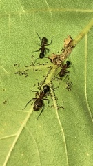 Camponotus chromaiodes
