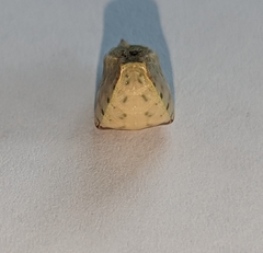 Prolimacodes badia