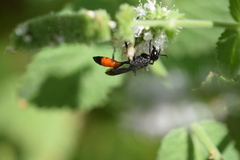 Apoidea