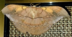 Saturniidae