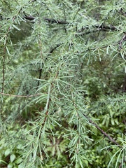 Larix laricina