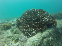 Pocillopora