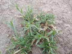 Erigeron bonariensis