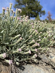 Chaenactis thompsonii