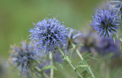 Echinops