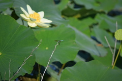 Nelumbo lutea