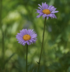 Erigeron glacialis