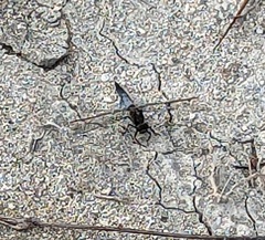 Orthetrum cancellatum