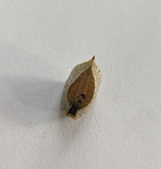 Prolimacodes badia