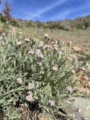 Chaenactis thompsonii