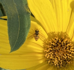 Eupeodes latifasciatus