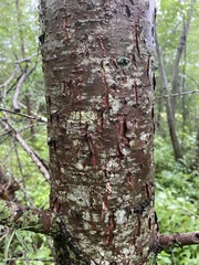 Larix laricina