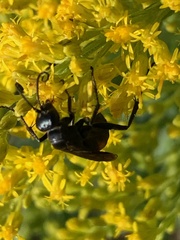 Anoplius semicinctus