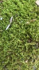 Callicladium imponens