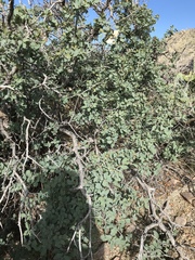 Quercus grisea