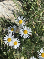 Tripleurospermum inodorum