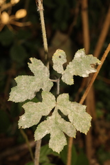 Erysiphe heraclei