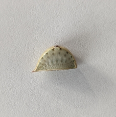 Prolimacodes badia