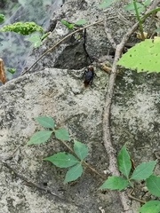 Dasymutilla occidentalis
