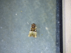 Meropleon diversicolor