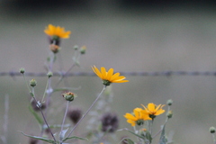 Helianthinae