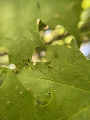 Vasates aceriscrumena