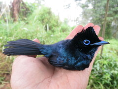 Terpsiphone atrochalybeia