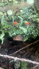 Cladonia macilenta
