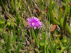 Carpobrotus deliciosus