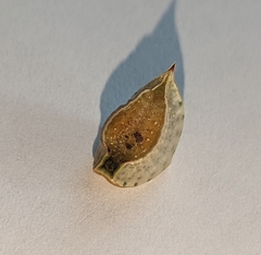 Prolimacodes badia