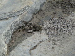 Oedipoda