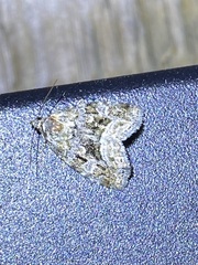 Protodeltote muscosula