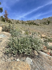 Chaenactis thompsonii