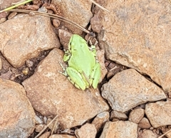 Hyla wrightorum
