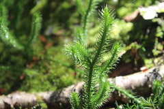 Lycopodium
