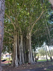Ficus aurea